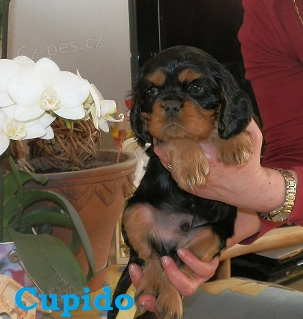 Prod�m pejska a feneku Kaval�r King