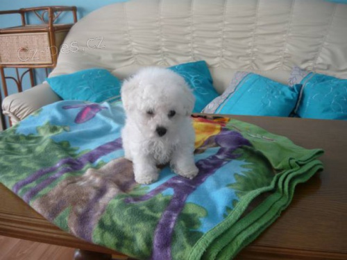 Bi�onek fris� s PP