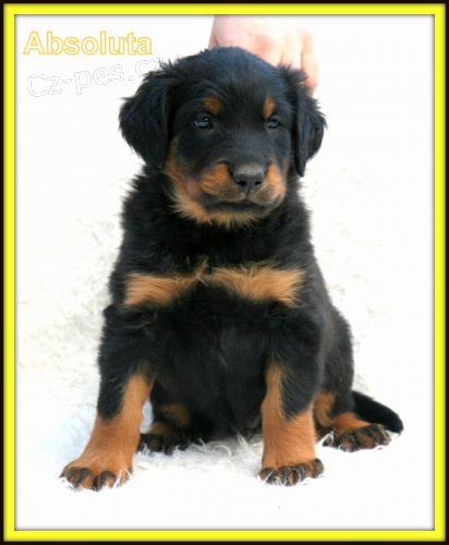 Beauceron - �t�n� s PP - v �R nov� 