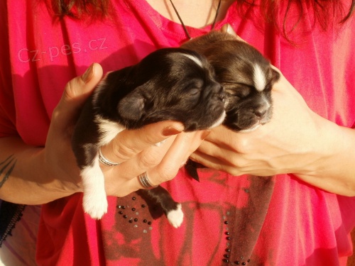 prod�m �t���tka