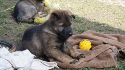 �t���tka n�meck�ho ov��ka