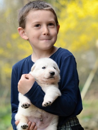 B�l� �v�carsk� ov��k - �t��ata s pp