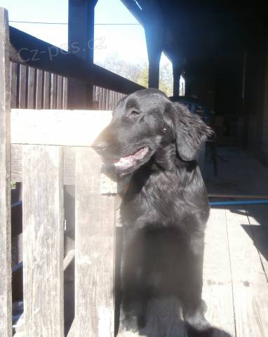 Flat coated retriever s PP �ern� fena