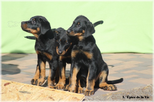 Beauceron - posledn� 2 fenky s PP