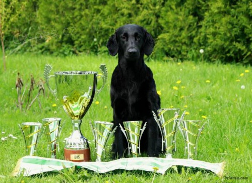 Flat Coated Retriever - �t��ata s PP
