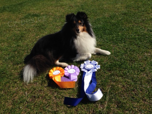 Nab�z�m ke kryt� psa Sheltie