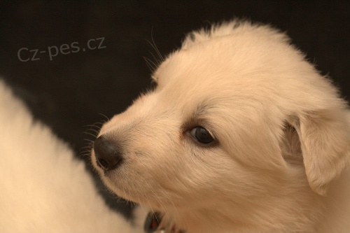  �t���tka B�l�ho ov��ka s PP