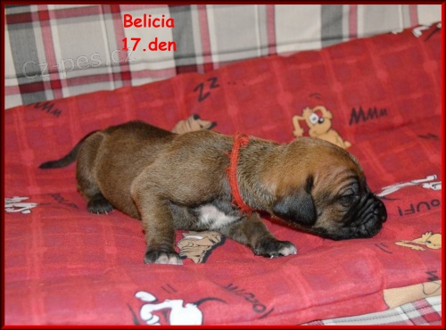 brazilsk� fila �t��ata s PP