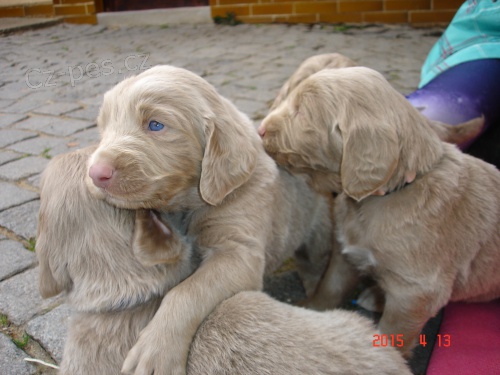 Prod�me �t�n� v�marsk�ho oha�e dlouhosrst�ho