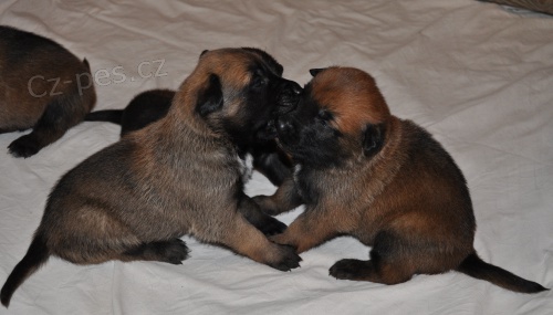 Belgick� Ov��k-Malinois