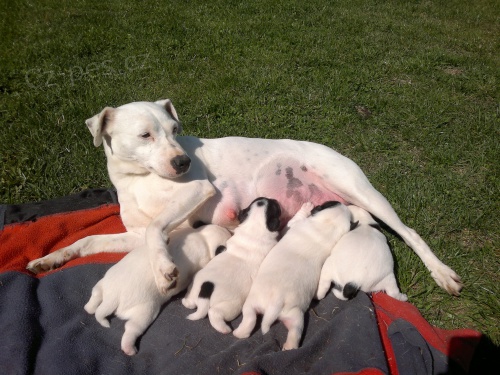 Prod�m �t��ata PRT