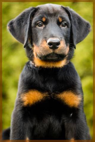 Beauceron - �t���tka s PP
