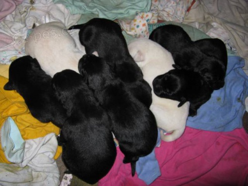 �t���tka labradorsk�ho retr�vra