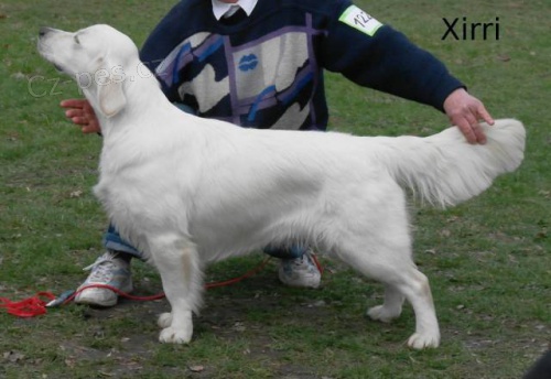 Zlat� retr�vr s PP