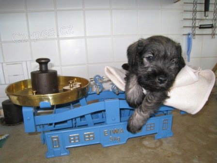 Kn�ra� mal� pep� a s�l s PP