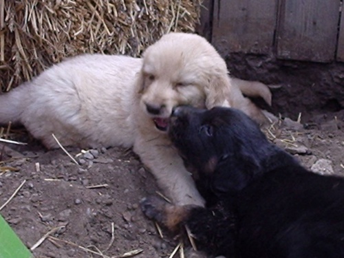 �t���tka Hovawart