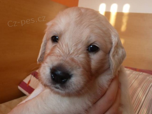 �t��ata Golden Retriever s PP