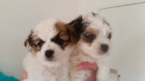 Jork��rsk� terier biewer i klasik