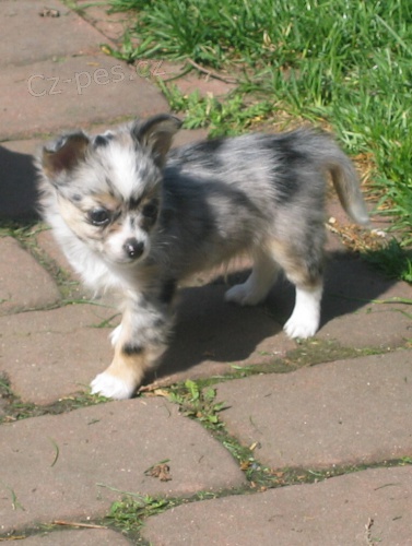 �ivava dlouhosrst� bez PP