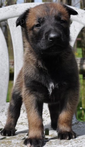 Belgick� OV��k Malinois
