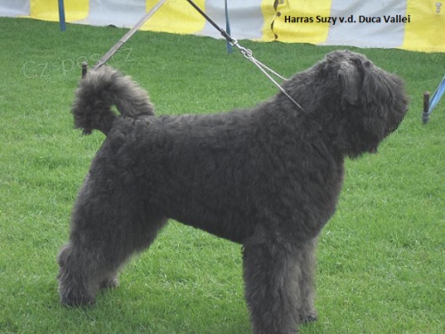 Flandersk� bouvier -�t��ata