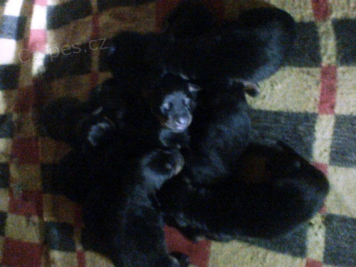 �t��ata rotvajlera