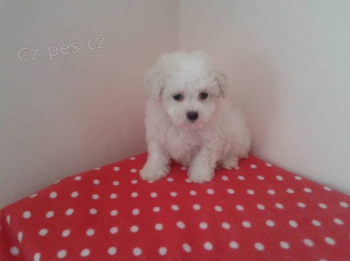 Bi�onek fris� s PP