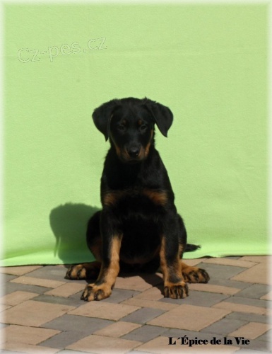 Beauceron - �t���tka k odb�ru!