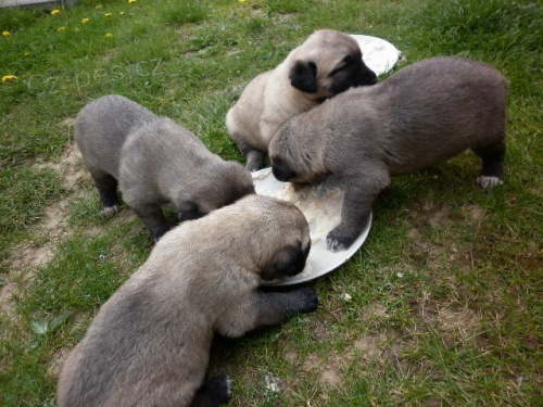 Anatolsk� pasteveck� pes � kangal prod� �t���tka s PP