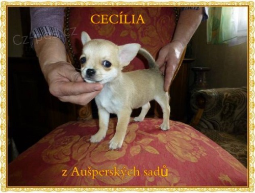 Kr�tkosrst� �ivava s PP