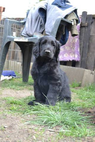 Flat coated retriever s PP