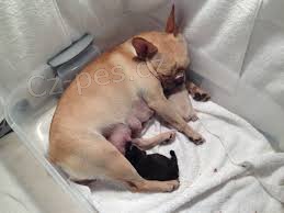 Francuski buldog �tenci za prodaju