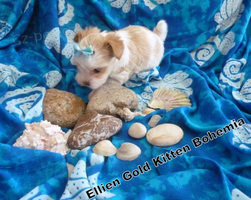 York��rsk� terrier s PP Golddust