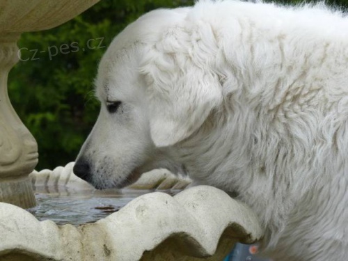 Slovensk� �uva� - �t��ata s PP