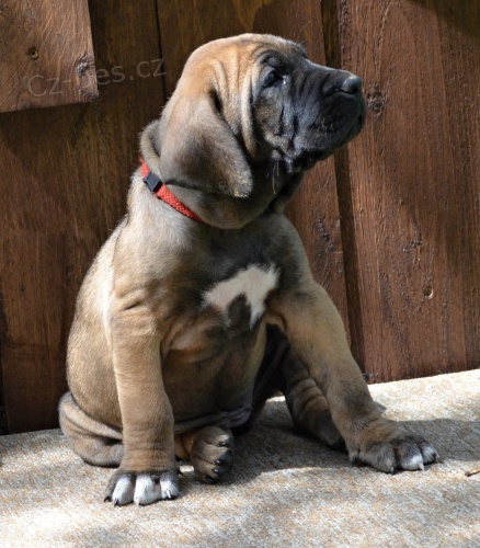 brazilsk� fila �t��ata s PP