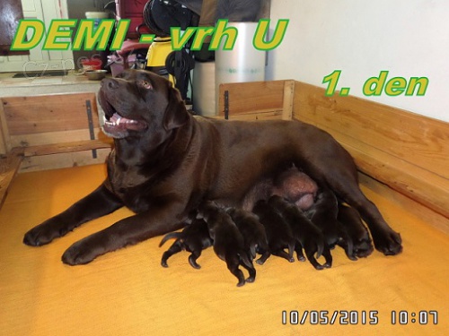 �okol�dov� labrador