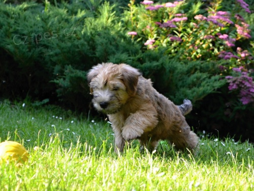 �t���tka - Irish Soft Coated Wheaten Terrier