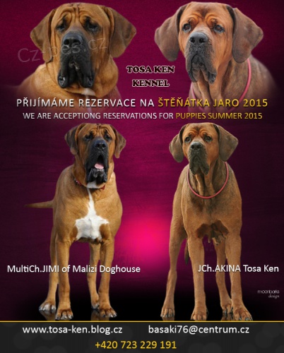 Tosa inu �t���tka s PP