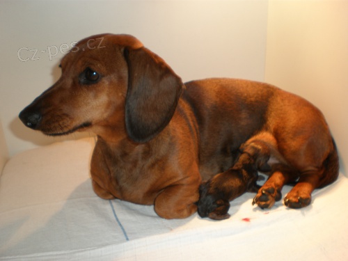 JEZEV��K HLADKOSRST� STANDARD