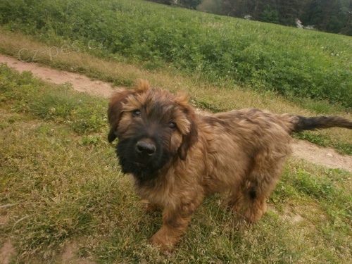 Briard - plav� fenka s PP