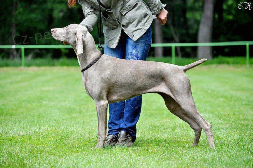 V�marsk� oha� s PP - �erven 2015