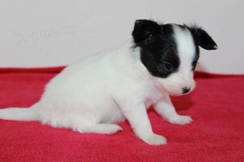 Papillon - Mot�lek - �t���tka