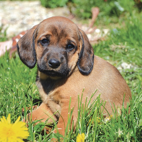 �t�n� Alpsk� brak��