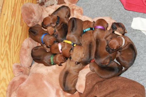 Rhod�sk� Ridgeback �t���tka s PP.