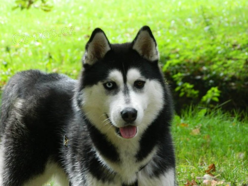 Kryt� sibi�sk�m huskym