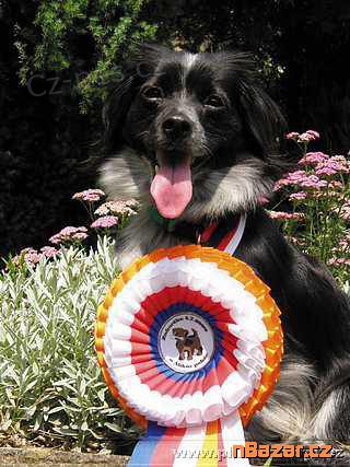 Al�k�v poh�r 2015