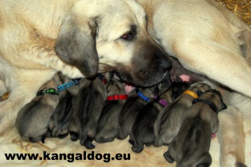 Kangal /Anatolsk� pasteveck� pes/