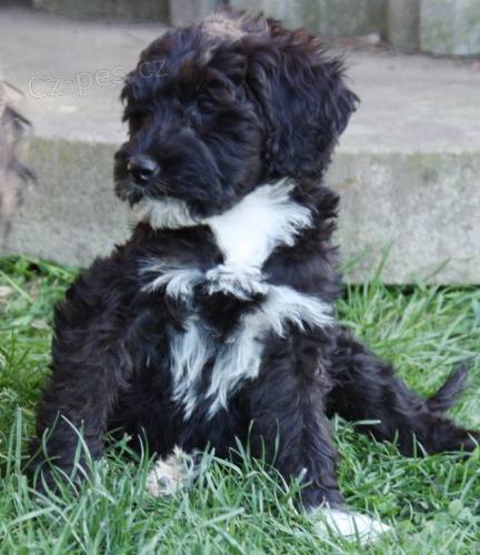 Portugalsk� vodn� pes