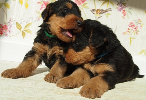 Airedale teri�r - �teniatka s PP