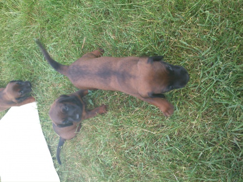 �t��ata na prodej